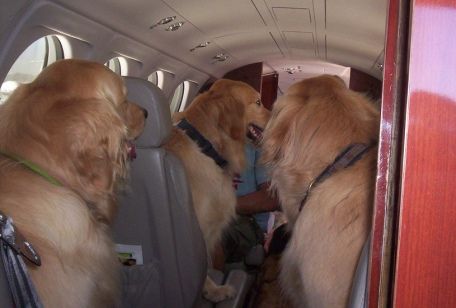 Il trasporto dei cani in aereo