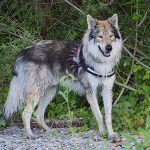 Il Cane Lupo Cecoslovacco a Pelo Lungo
