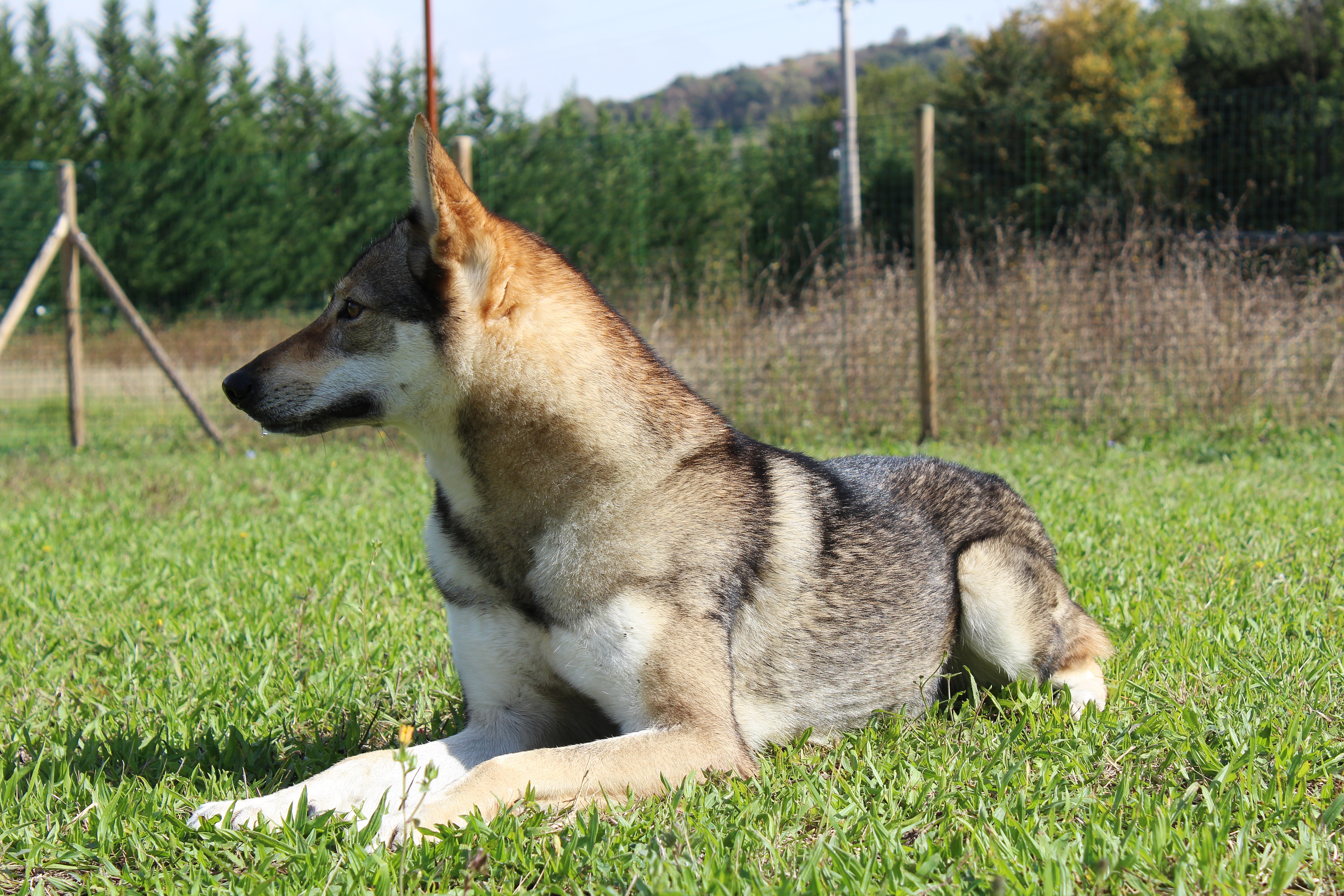 Amis de Lobos de Albadul