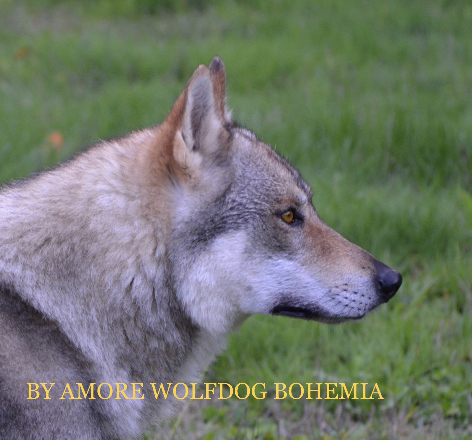 By Amore Wolfdog Bohemia