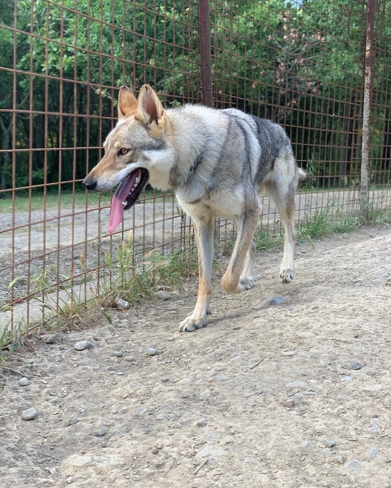 LARA LUPO DELL'ASPRO