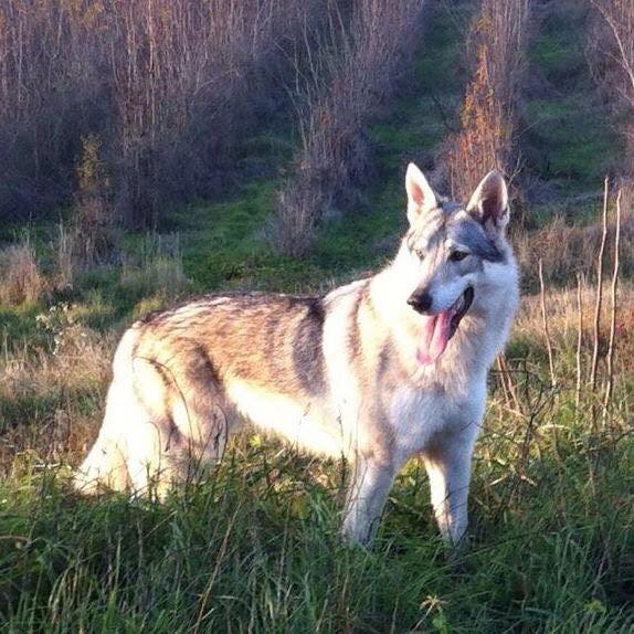 SAIKA PASSO DEL LUPO