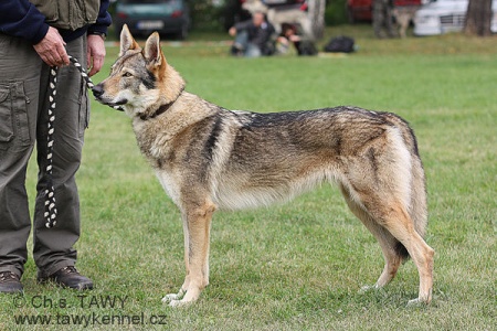 Happy Wolf Kanýčo