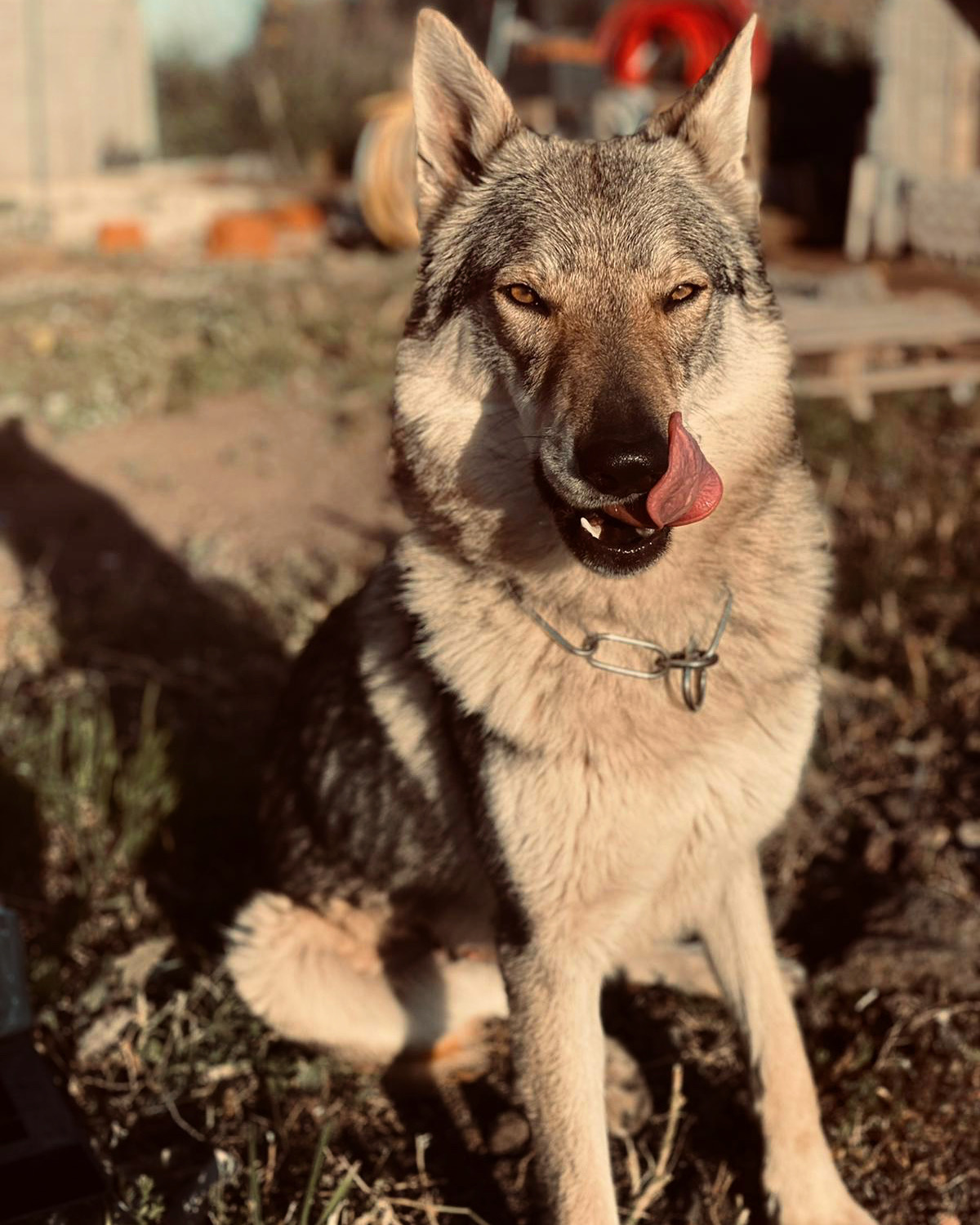 TOKYO THE WOLF OF THE NORTH