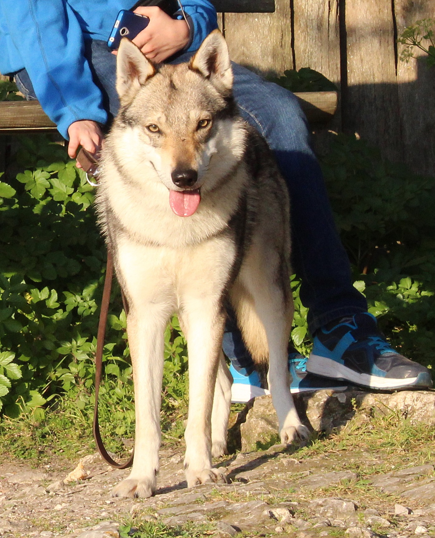 Lobos de la Fuensanta Xkye