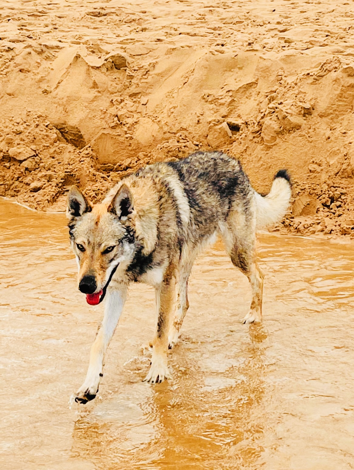 Wolf de loyre de Aralla