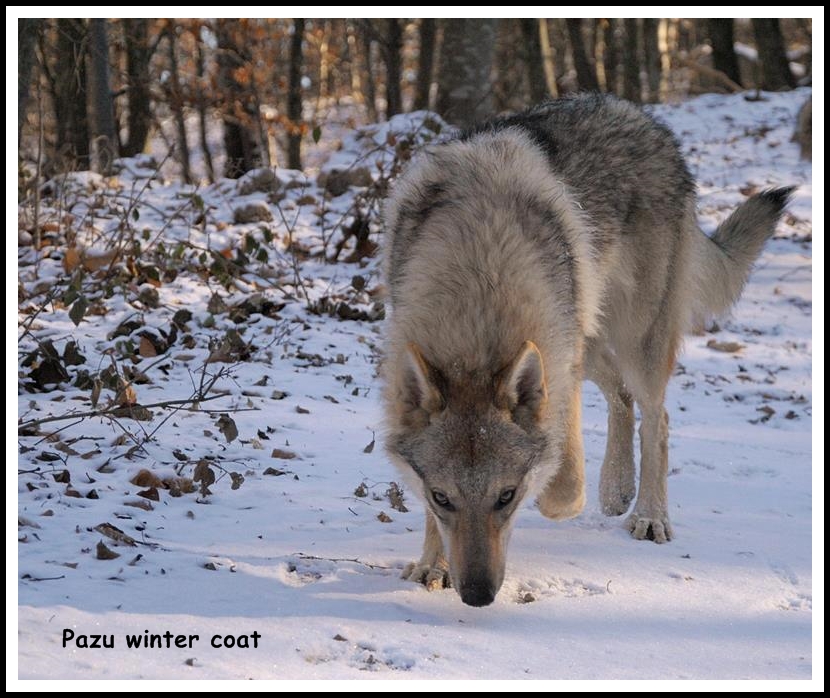PAZU
