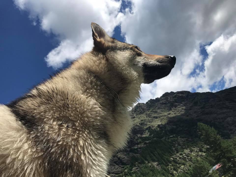 SHIKARI LO SPIRITO DEL LUPO