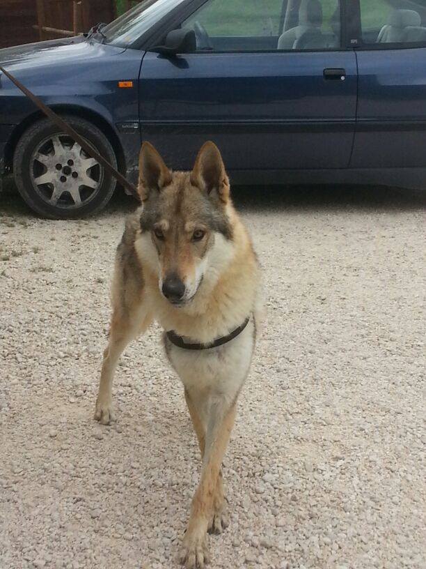 AXEL