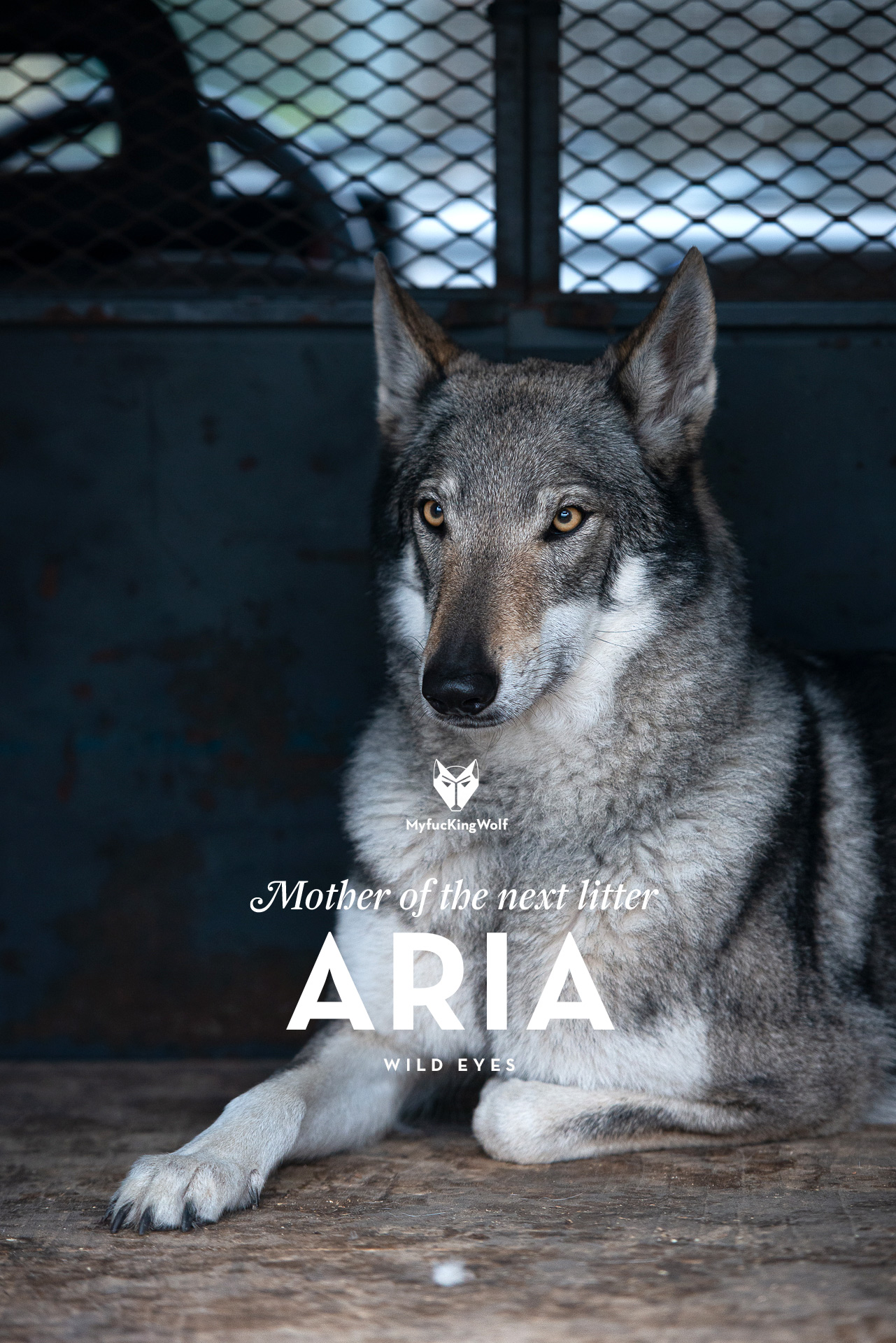 ARIA STARK