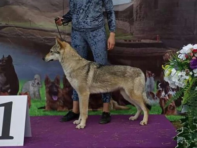 Epoha Viktorii Krasivaya Volchya Stat