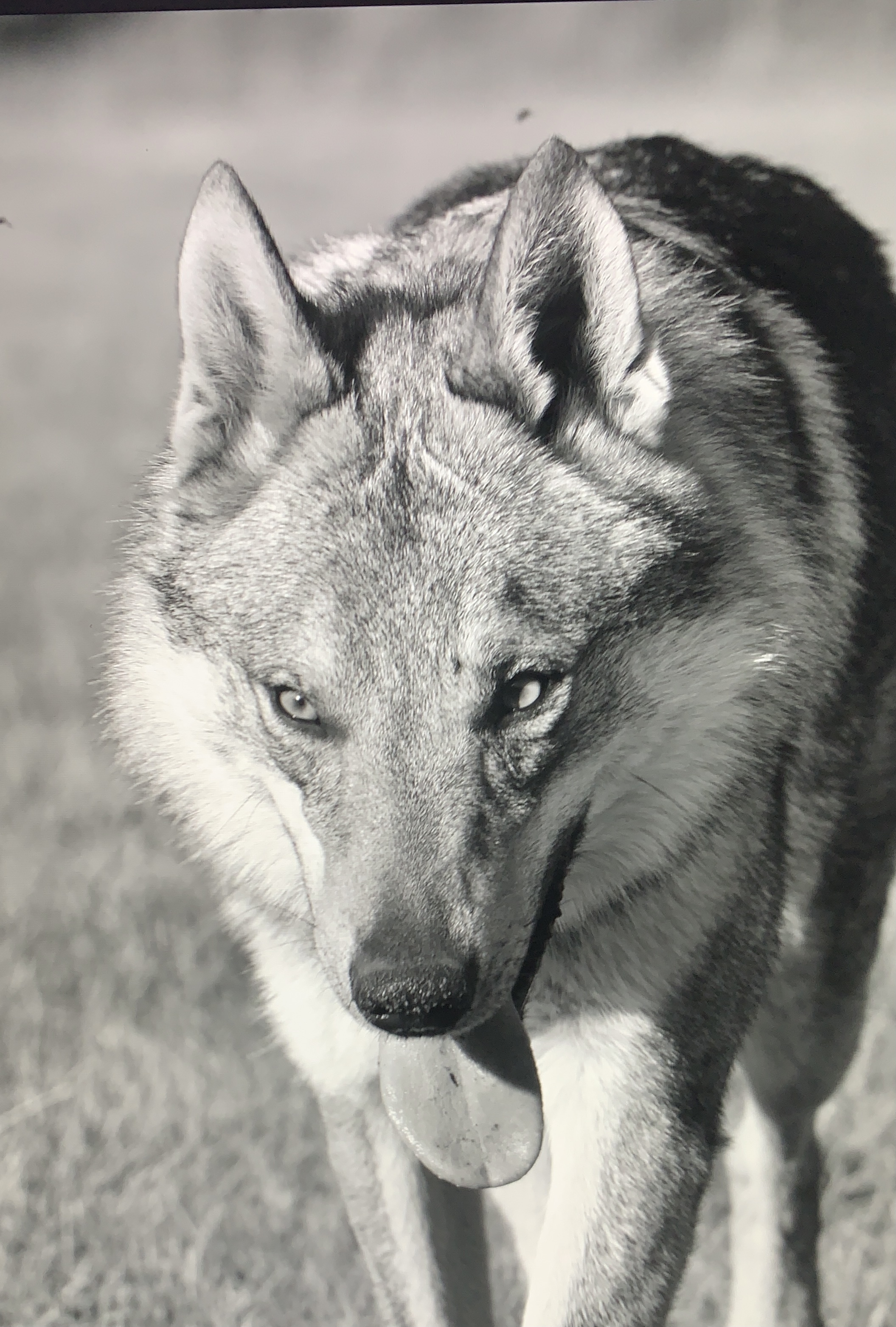 ALESSANDRO MAGNO DMC WOLF