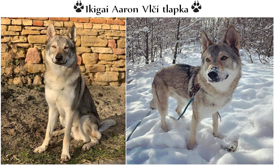 Ikigai Aaron Vlčí tlapka