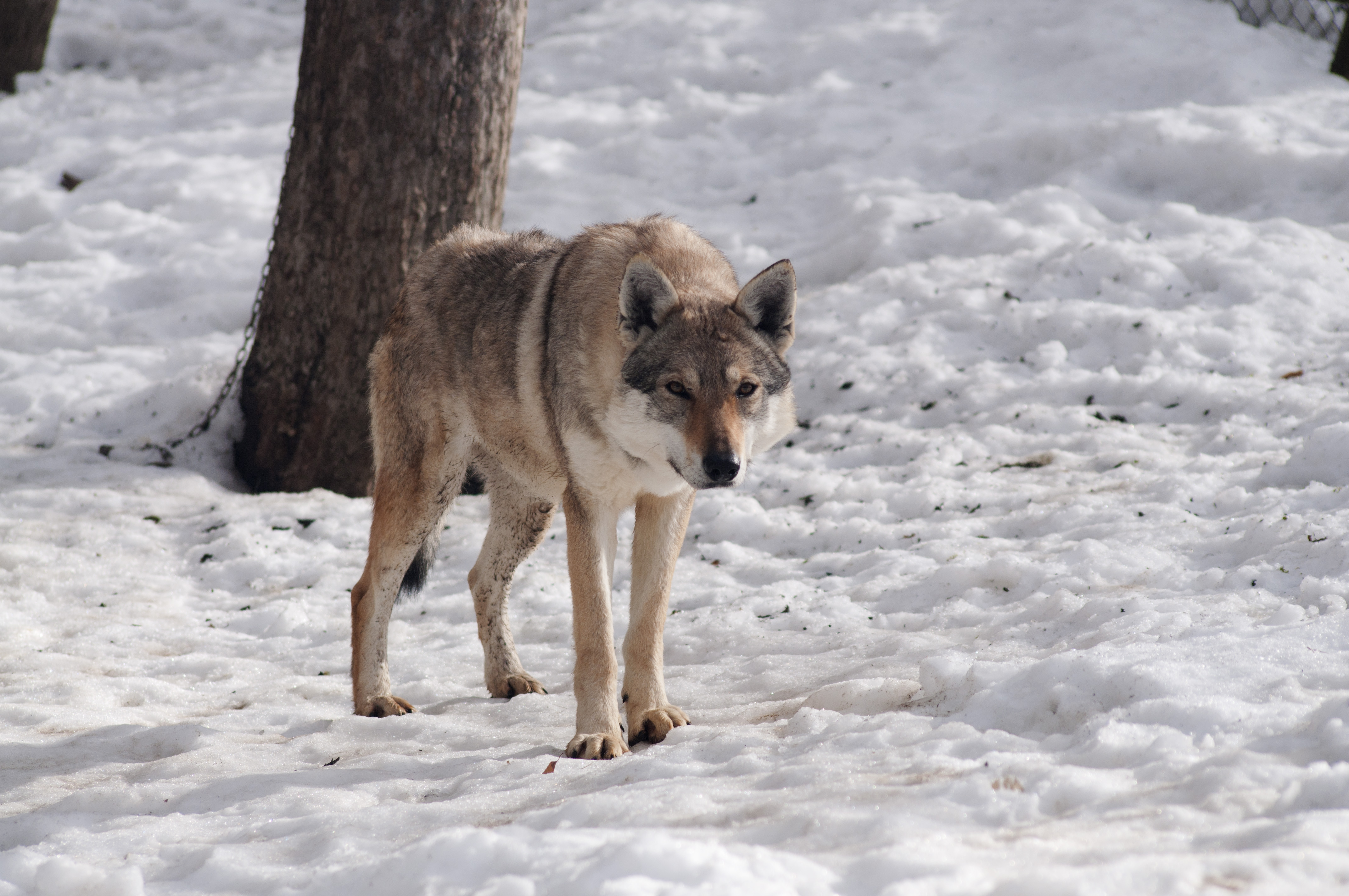 Crying Wolf Harmonia