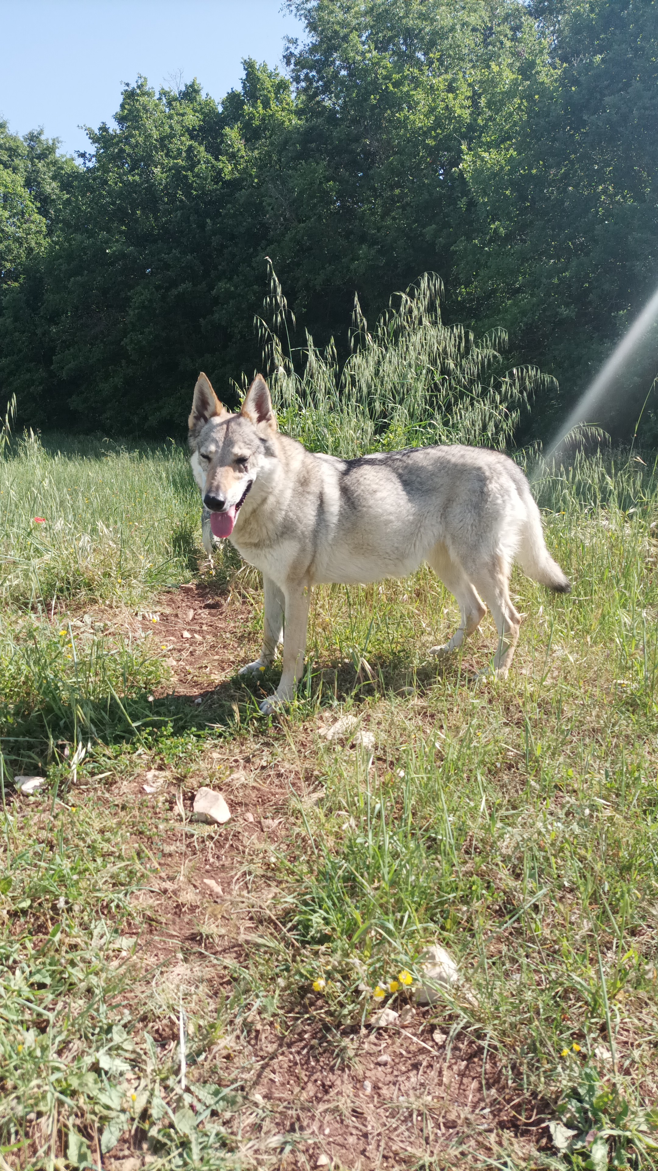 AIKA