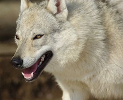 Crying Wolf Ophelia