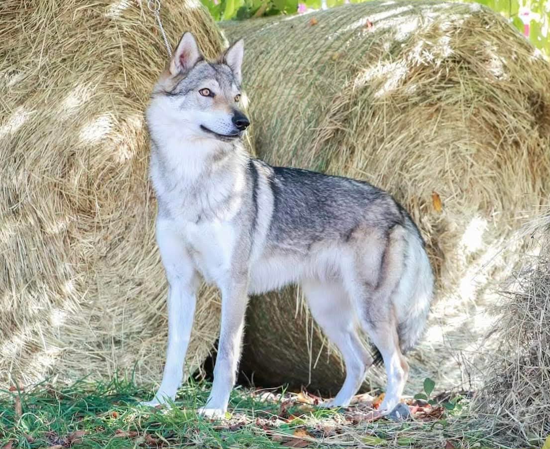 Nani Rizzi Lupus Ardor