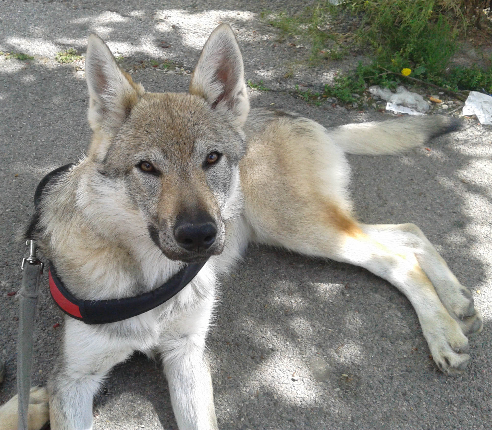 BANDIT LAYLA LUPI DEL MONTALE