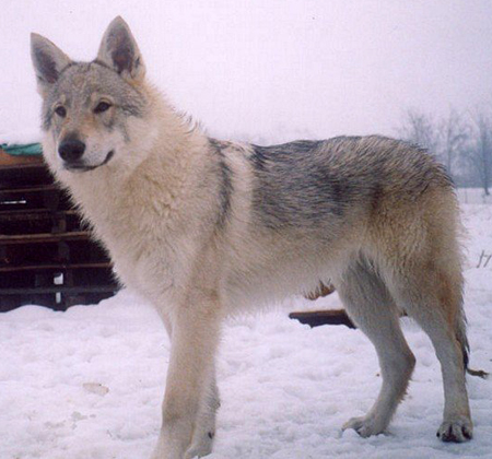 ARIMMINUM DIVINADENEIGE