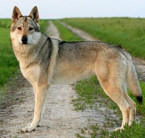 Evita z Věrné smečky