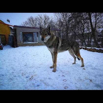 Arrak Wolf of the Highlands