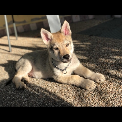 ZEUS LOGAN DEL LUPO DEE VISSE