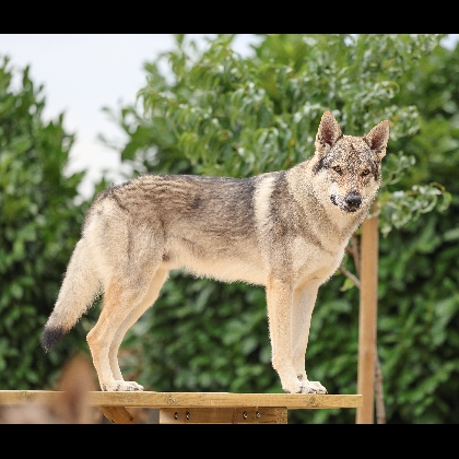 The Ending Of Hell Wolves Vision-of-Togo